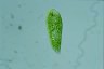 Euglena fundoversata