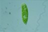 Euglena fundoversata