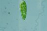 Euglena fundoversata