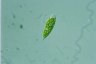 Euglena