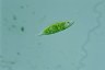 Euglena