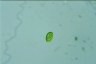 Euglena