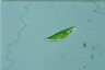 Euglena