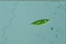 Euglena