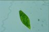 Euglena