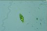 Euglena Lepocinclis