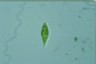 Euglena Lepocinclis