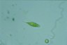 Euglena Lepocinclis