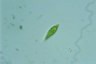 Euglena Lepocinclis