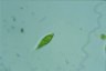 Euglena Lepocinclis