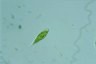 Euglena Lepocinclis