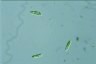 Euglena