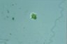 Euglena