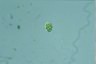 Euglena