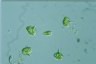 Euglena