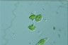 Euglena