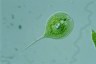 Euglena