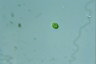 Oocystis