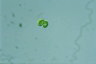 Oocystis