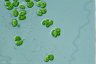 Oocystis