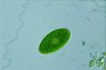 Oocystis