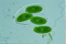 Oocystis