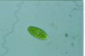 Oocystis