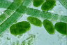 Oocystis