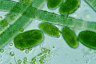 Oocystis