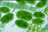 Oocystis