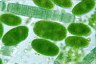 Oocystis