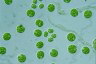 Asterococcus