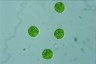 Asterococcus