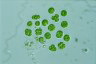 Asterococcus