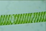 Spirogyra