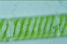 Spirogyra