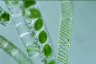 Spirogyra