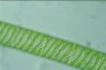 Spirogyra