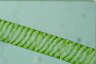 Spirogyra