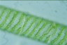 Spirogyra