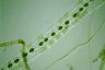 Spirogyra