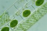 Spirogyra