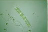 Spirogyra