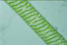 Spirogyra