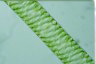 Spirogyra