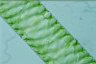 Spirogyra