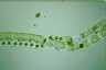 Spirogyra