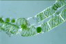 Spirogyra