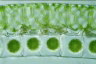 Spirogyra