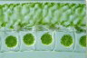 Spirogyra